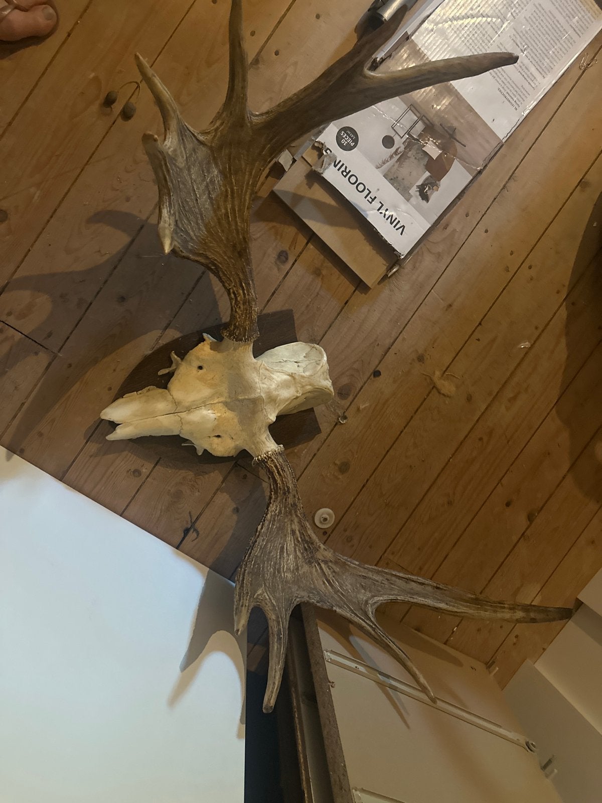 Groot en indrukwekkend echt gewei op schild van een eland, Ophalen of Verzenden, Gebruikt, Overige soorten
