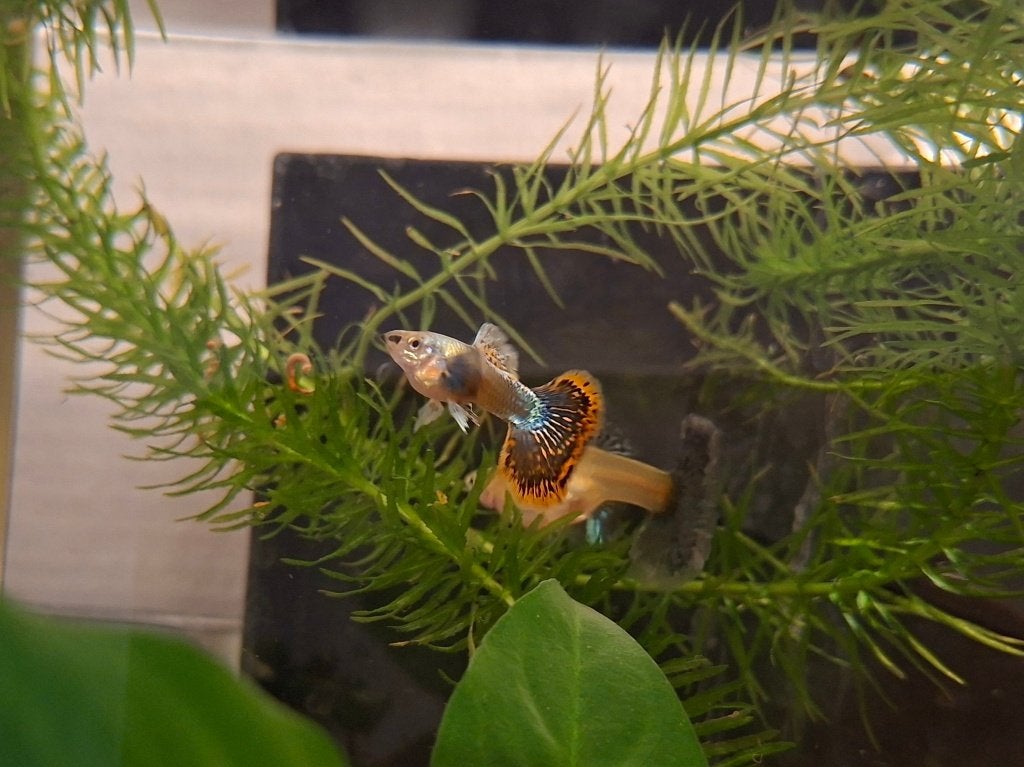 Magenta dragon ss halfmmoon guppy s, Vis, Zoetwatervis