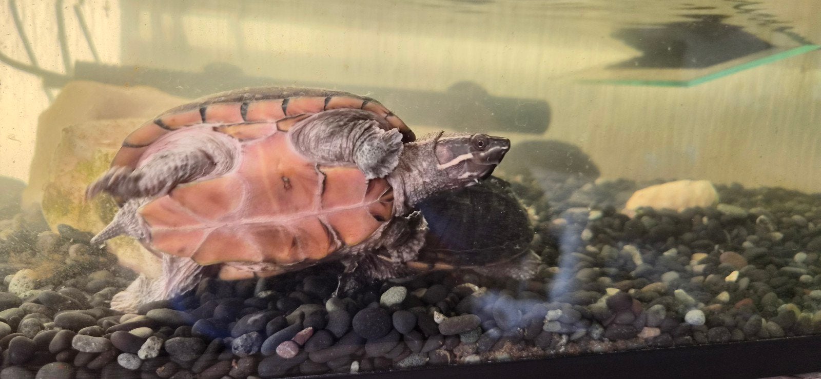 4 muskusschildpadden compleet met bak Turtle photo 6