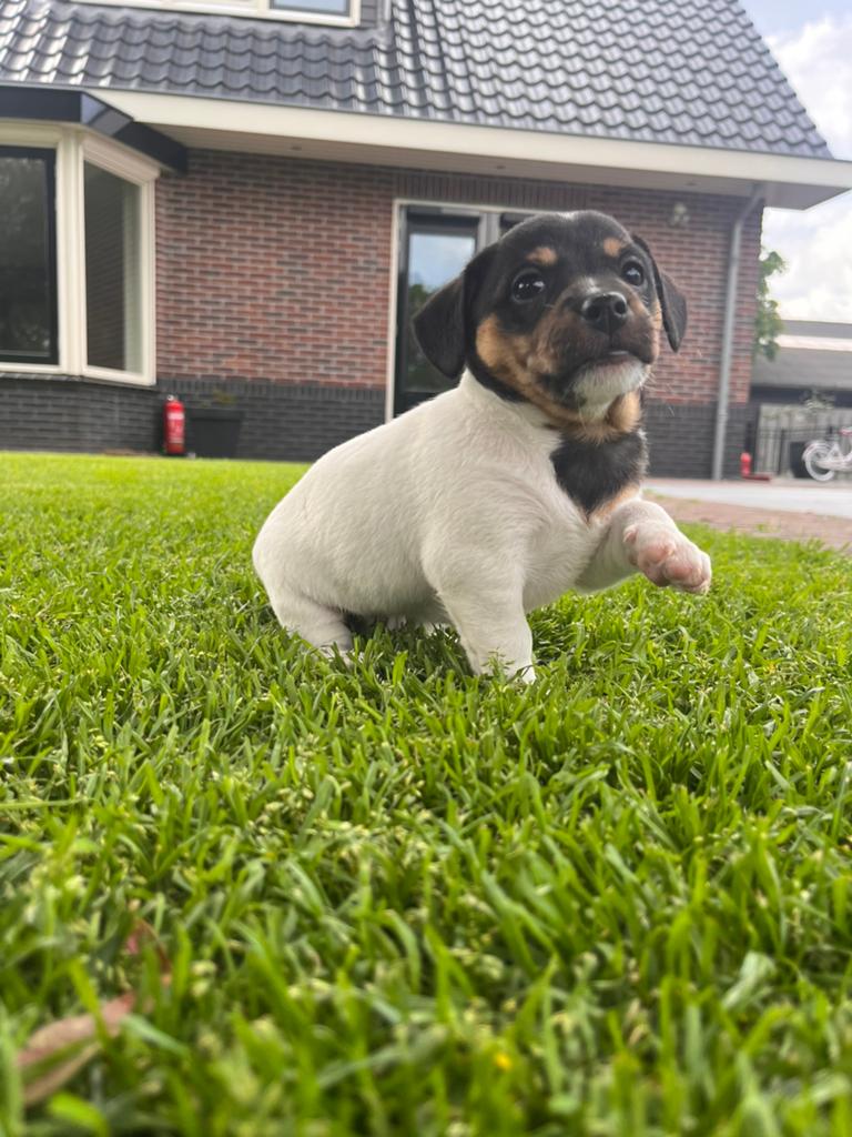 Mooie Jackrussel pups, Dieren en Toebehoren, Jack Russell Terriër, 8 tot 15 weken, Meerdere, Meerdere dieren