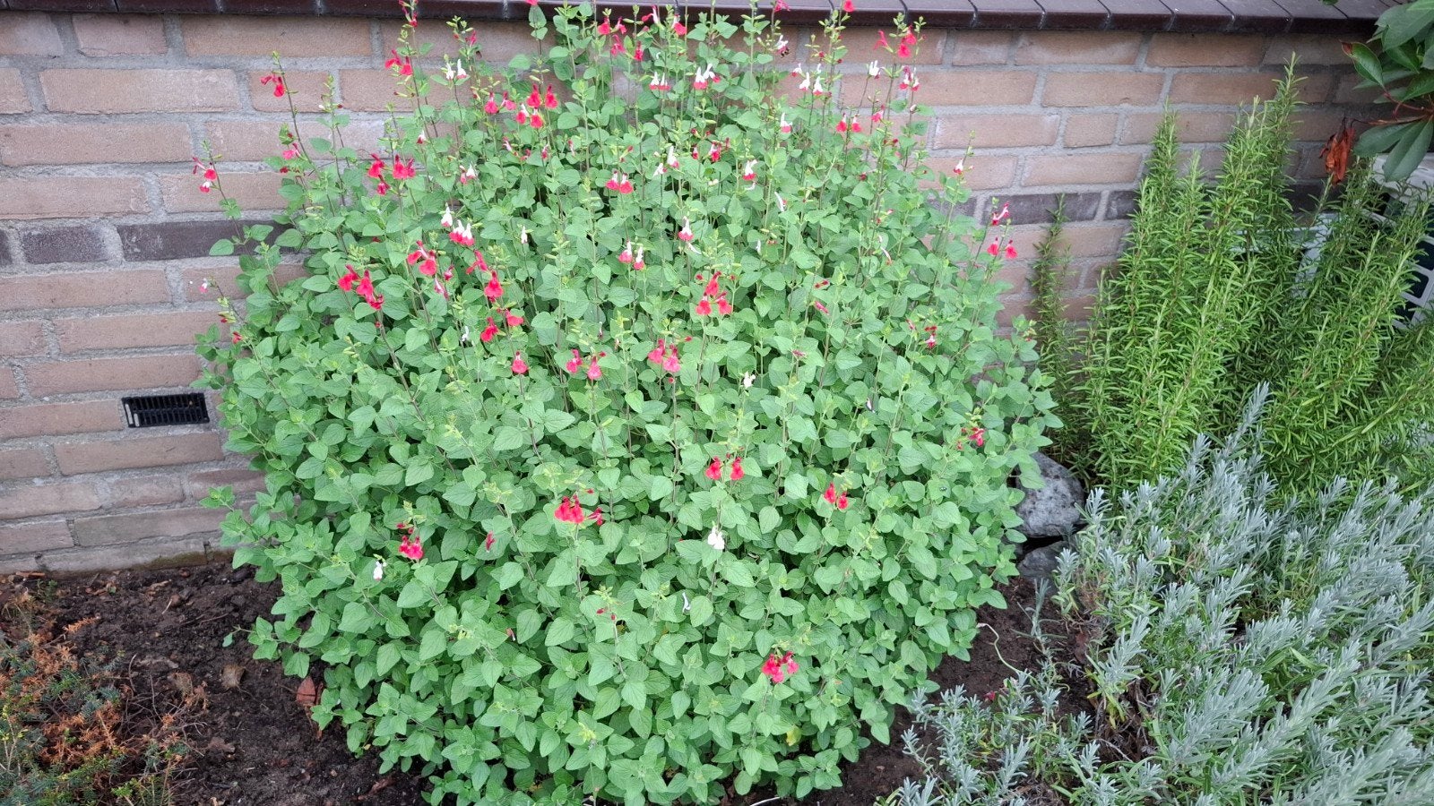 bossalie hot-lips (salvia microphylla), Ophalen, Bodembedekkers, Volle zon, Vaste plant