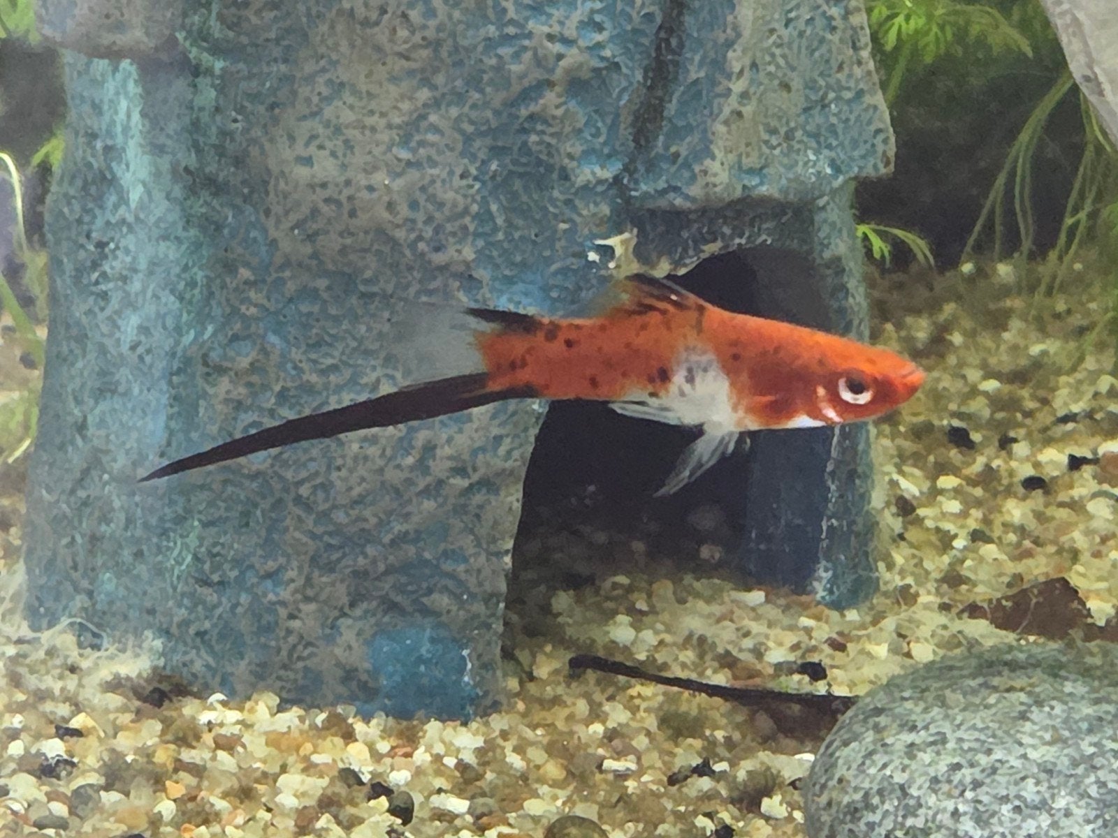 Zwaarddrager, Dieren en Toebehoren, Vissen | Aquariumvissen, Vis