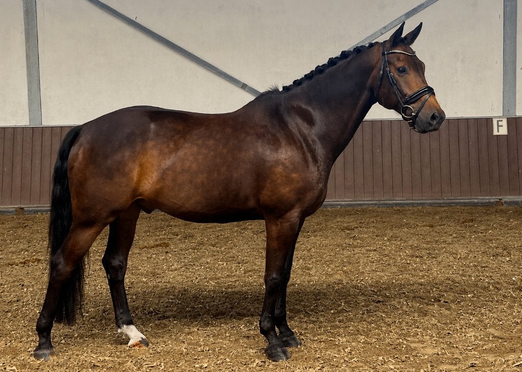 8-jarige KWPN dressuurruin | Henkie x Bojengel, Met stamboom, Ruin, Dressuurpaard, 7 tot 10 jaar