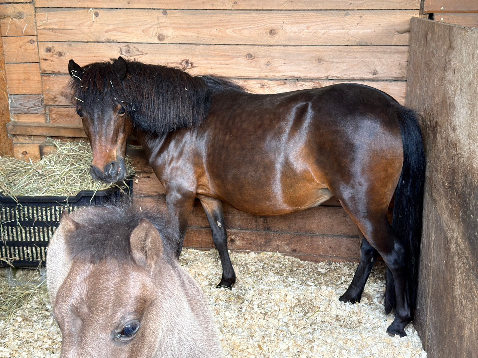 Merrie, veulen, minipaard, miniatuurpaard, NMPRS,pony, Merrie