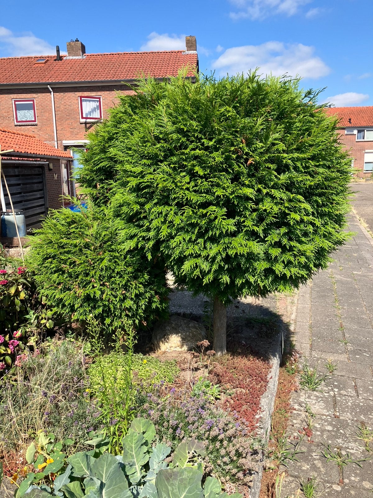 Drie conifeer boompjes om gratis uit de tuin te komen graven, Tuin en Terras, Ophalen, Bloeit niet, Halfschaduw, Overige soorten