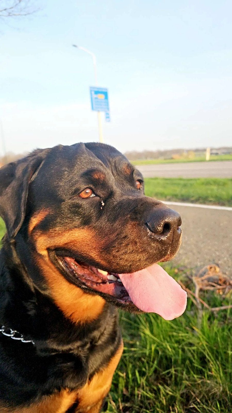 Rottweiler teef 6 jaar oud en gesteriliseerd, 6 jaar of ouder, Parvo, Teef, Eén hond