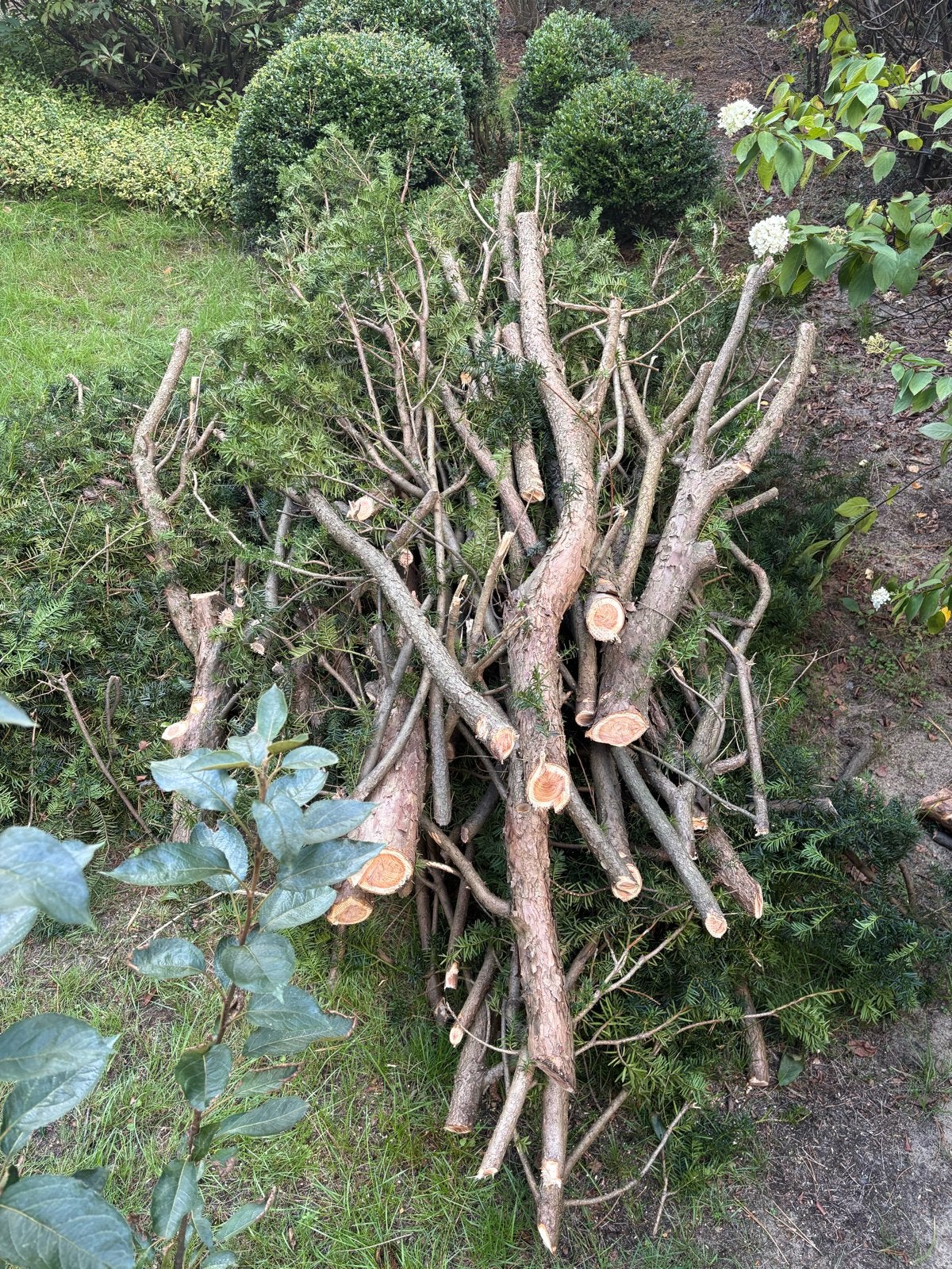 Snoeihout taxus, Tuin en Terras, Minder dan 3 m³, Ophalen, Overige houtsoorten, Stammen