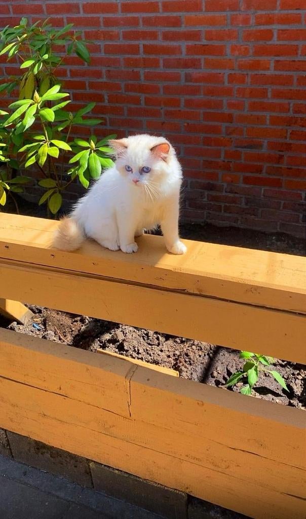Prachtige Ragdoll kitten “Luna” zoekt een liefdevol thuis

L