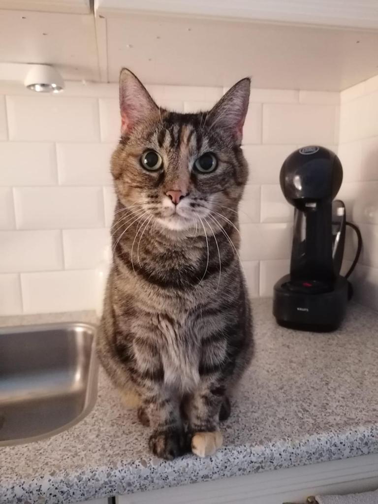 Lieve binnenkat Angel zoekt een nieuw, rustig thuis, Poes