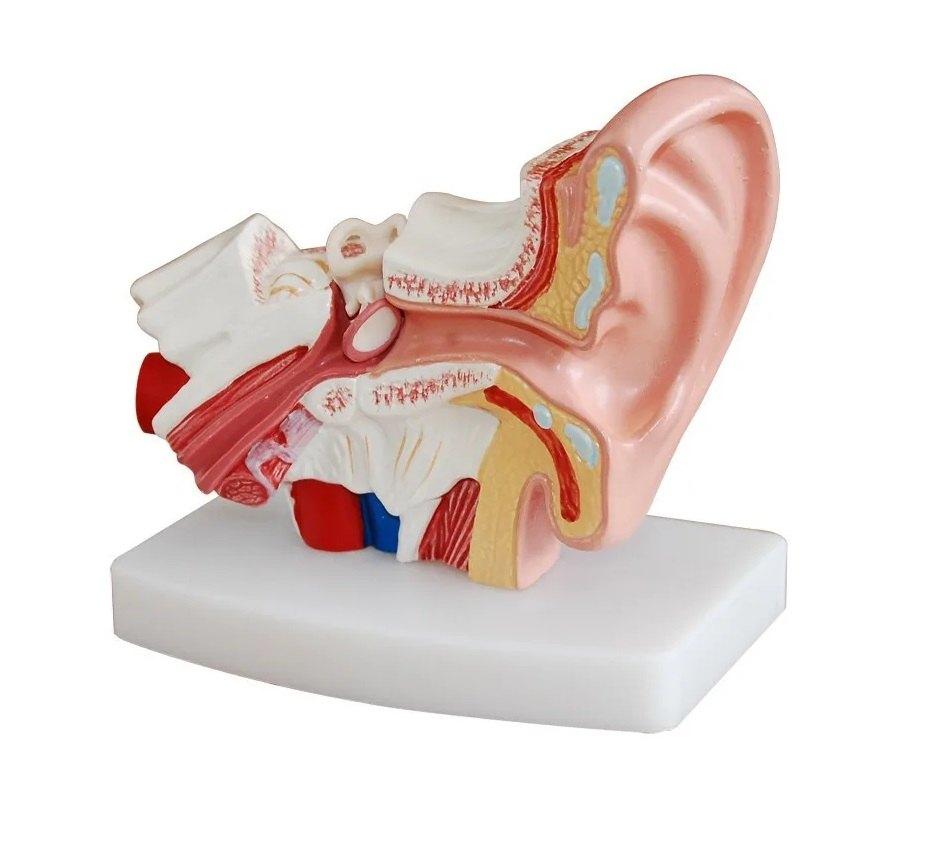 Anatomiemodel Oor, Ophalen of Verzenden, Nieuw
