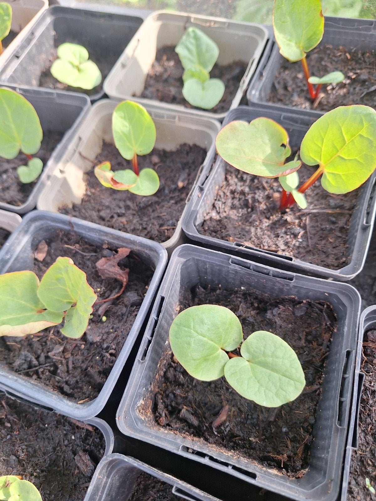 Rabarber, Tuin en Terras, Planten | Tuinplanten, Ophalen, Overige soorten, Volle zon