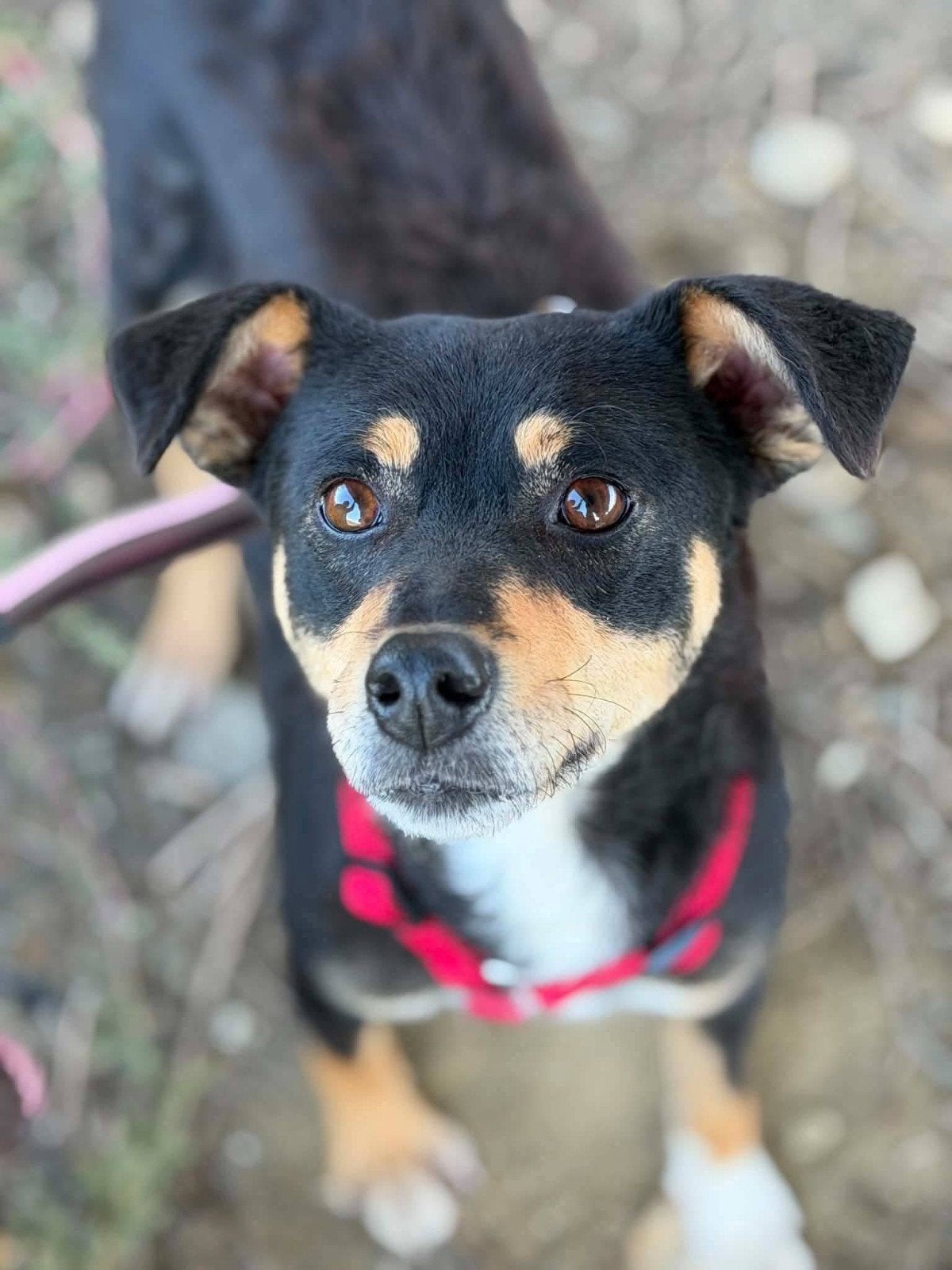 Flora zoekt een super lief baasje, lieve hond ter adopt, Particulier, 1 tot 2 jaar, Buitenland, Teef