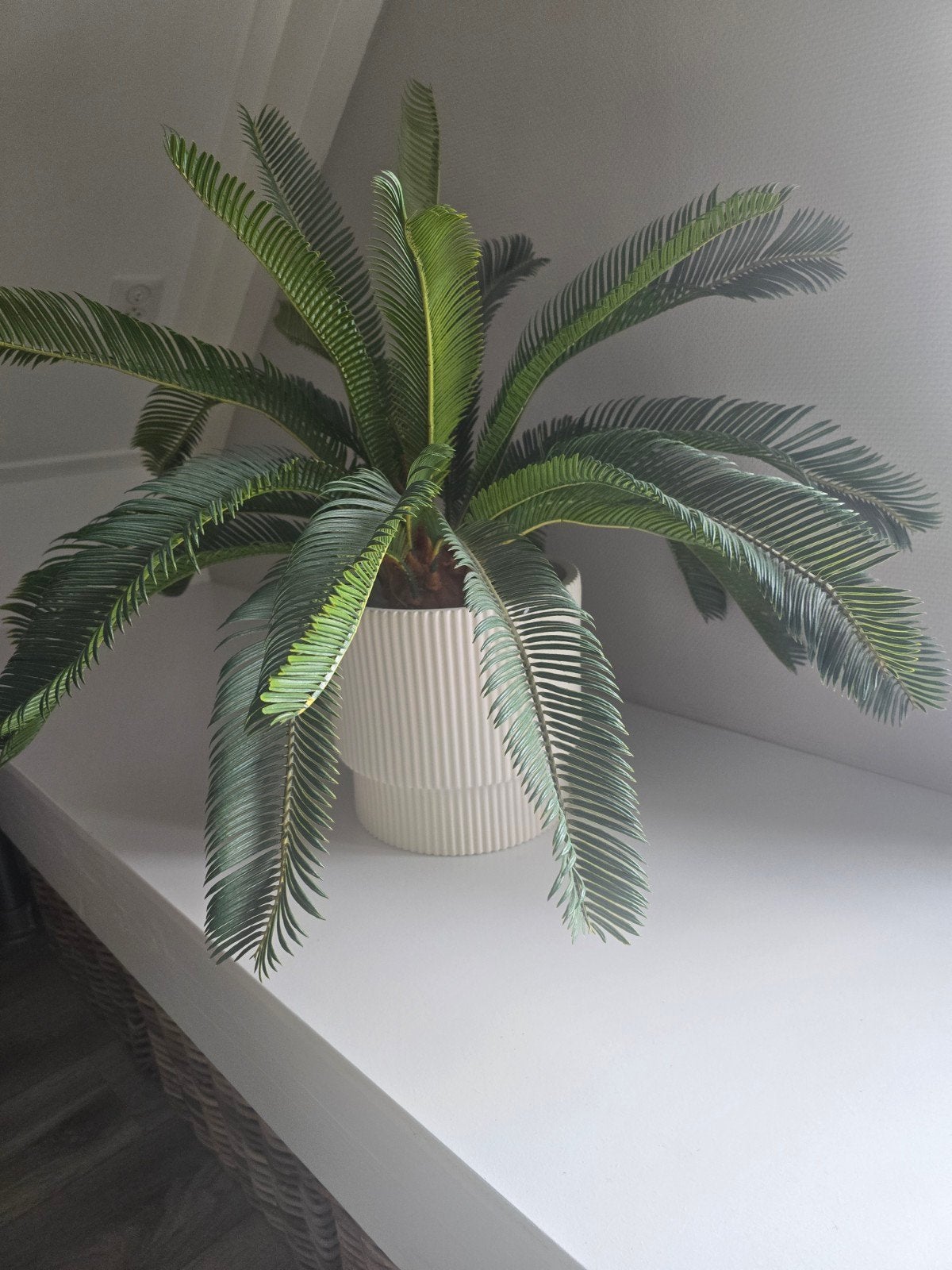 Prachtige Cycas Palm 2x, Palm, In pot, Minder dan 100 cm, Groene kamerplant