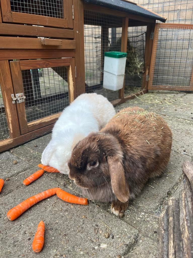 2 lieve dames konijnen, Dieren en Toebehoren, Konijnen, Middelgroot, Vrouwelijk, 0 tot 2 jaar, Hangoor
