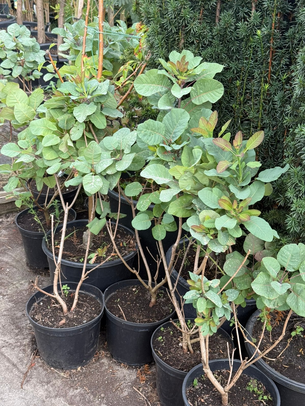 Pruikenboom /stuiken komen bloeit heel mooi worden groot, Ophalen, Zomer, Overige soorten, Volle zon