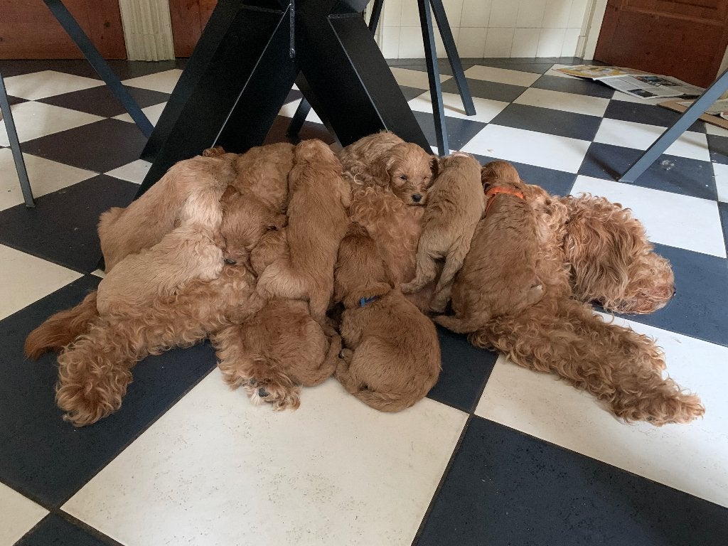 Labradoodle pups, Parvo, Overige rassen, 8 tot 15 weken, Meerdere