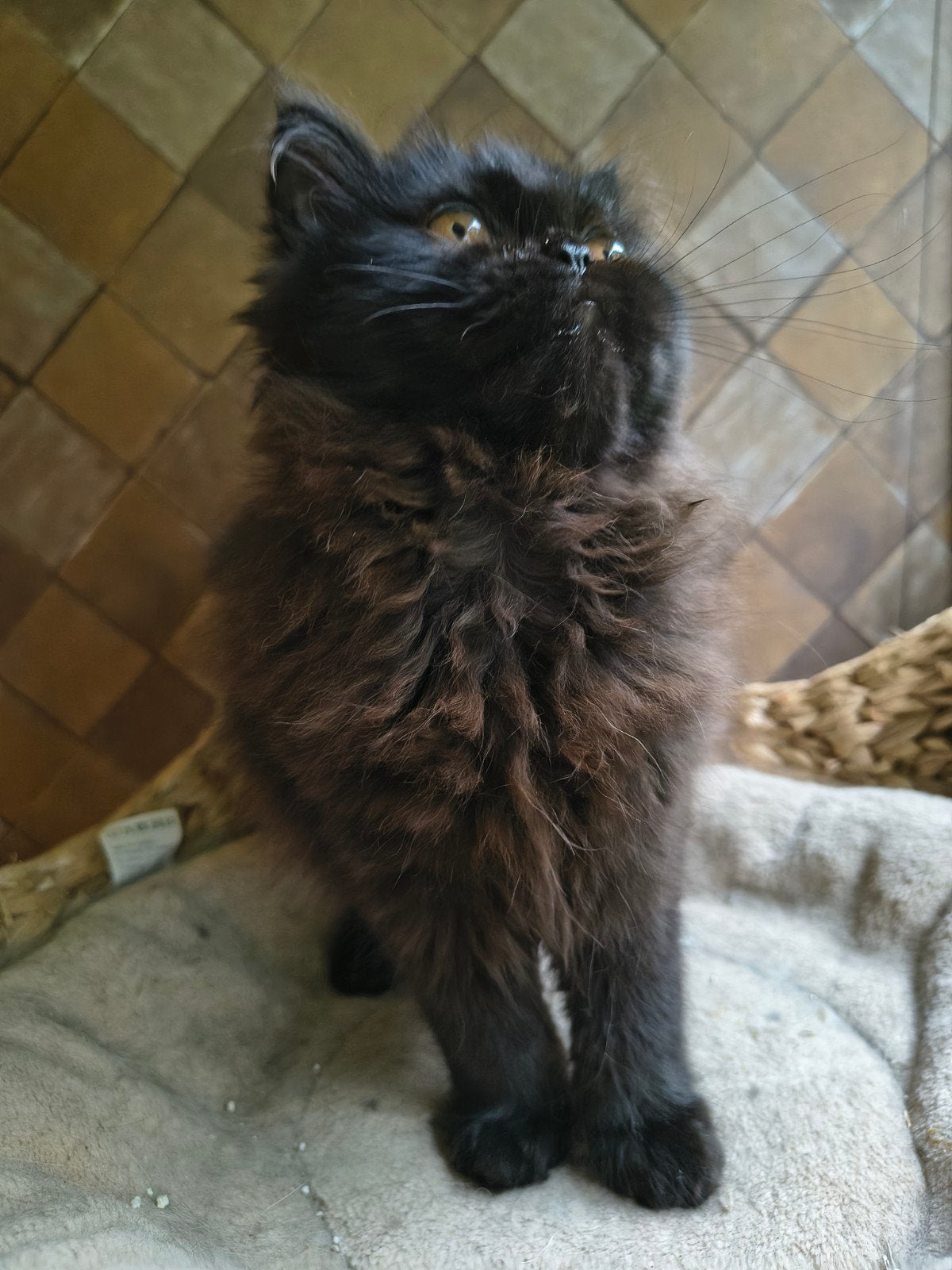 Super schattig choco Perzische poesje 4mnd, Dieren en Toebehoren, Katten en Kittens | Raskatten | Langhaar, Poes, Ontwormd