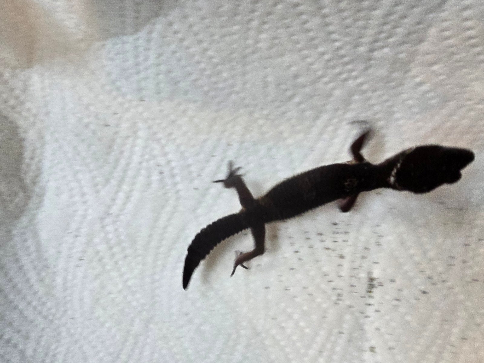 Prachtige pure Black Night luipaardgekko's (Eublepharis macu Leopard Gecko photo 8