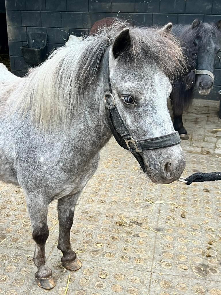 Panterbonte shetlander, merrie, Dieren en Toebehoren, Pony's, Merrie, A pony (tot 1.17m), 3 tot 6 jaar, Gechipt