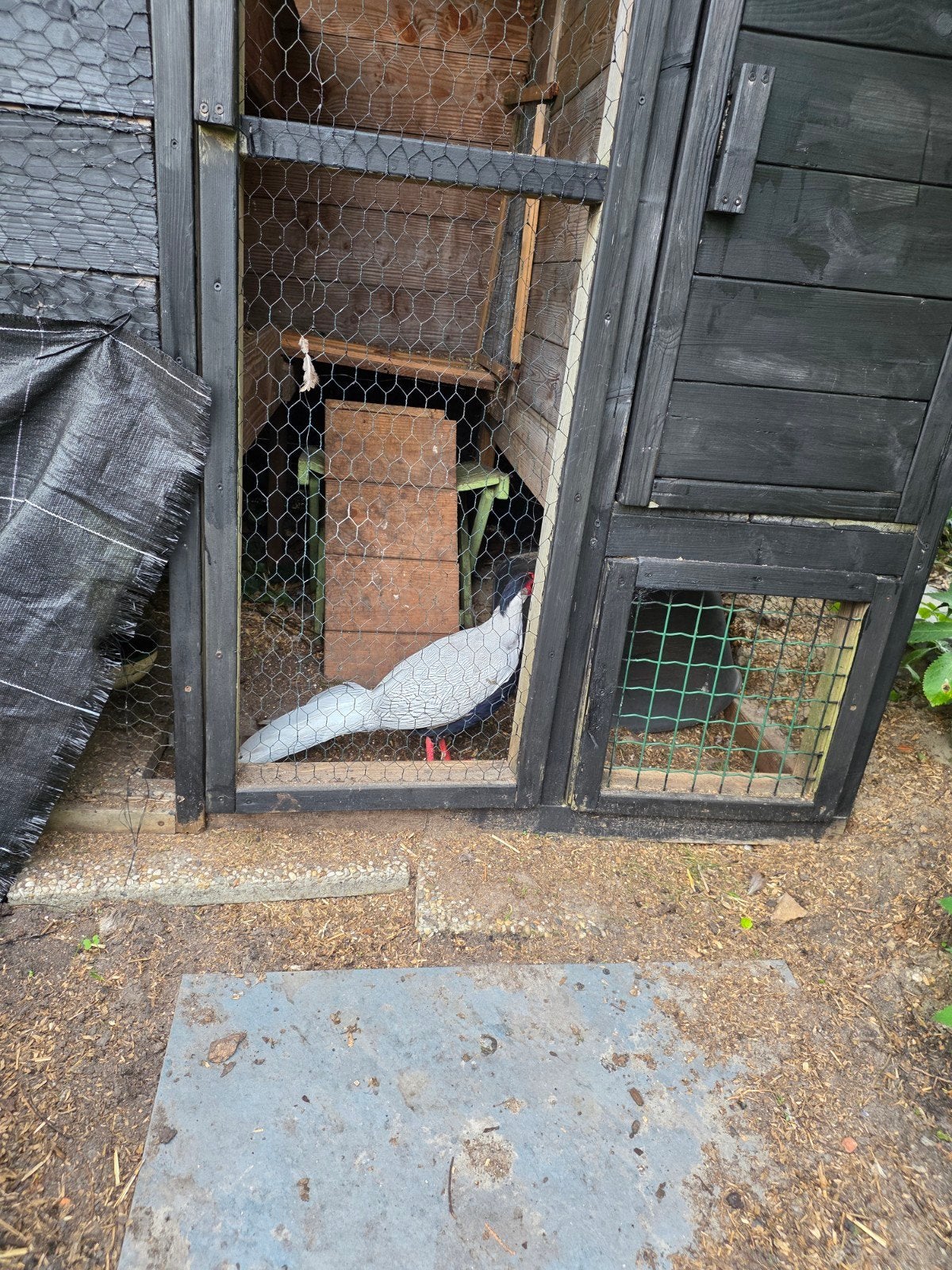 Jong paar Zilverfazanten., Dieren en Toebehoren