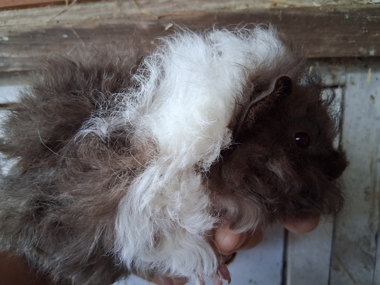 2 mooie cavia lunkarya zeugjes, Dieren en Toebehoren, Knaagdieren, Augustus, Vrouwelijk, Cavia