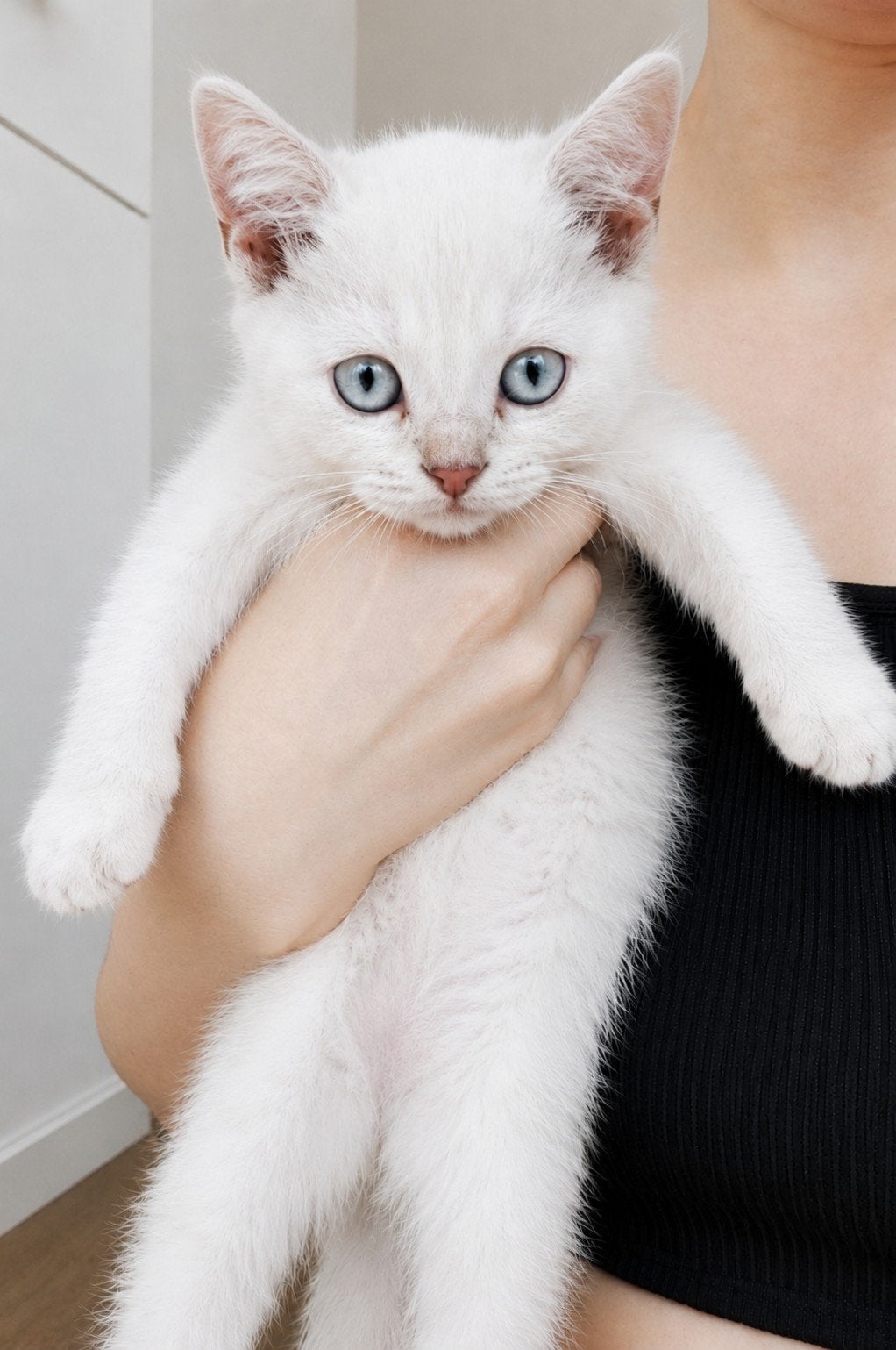 Britse korthaar kittens, Dieren en Toebehoren, Katten en Kittens | Raskatten | Korthaar, Meerdere dieren, Ontwormd, 0 tot 2 jaar