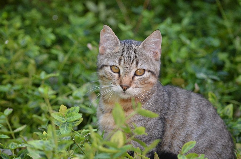 Twee jonge, lieve en vrolijke binnen-en-buiten katertjes !, Kater, Kortharig, 0 tot 2 jaar