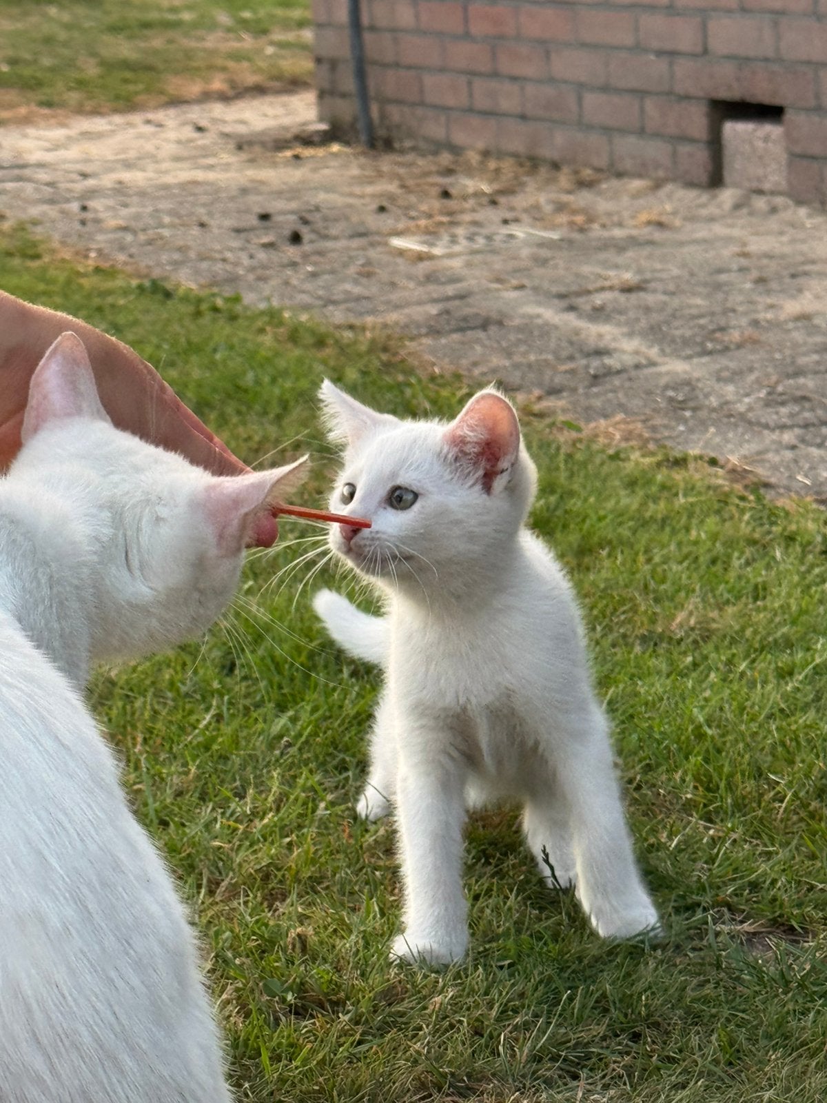 3 boerderij kittens, Dieren en Toebehoren, Poes