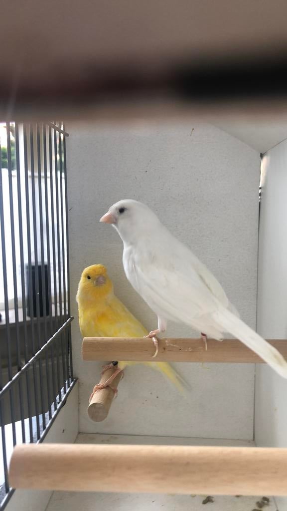 Te Koop; Geel Schimmel Man - Pop Wit Geringd., Dieren en Toebehoren, Vogels | Kanaries, Meerdere dieren, Kleurkanarie