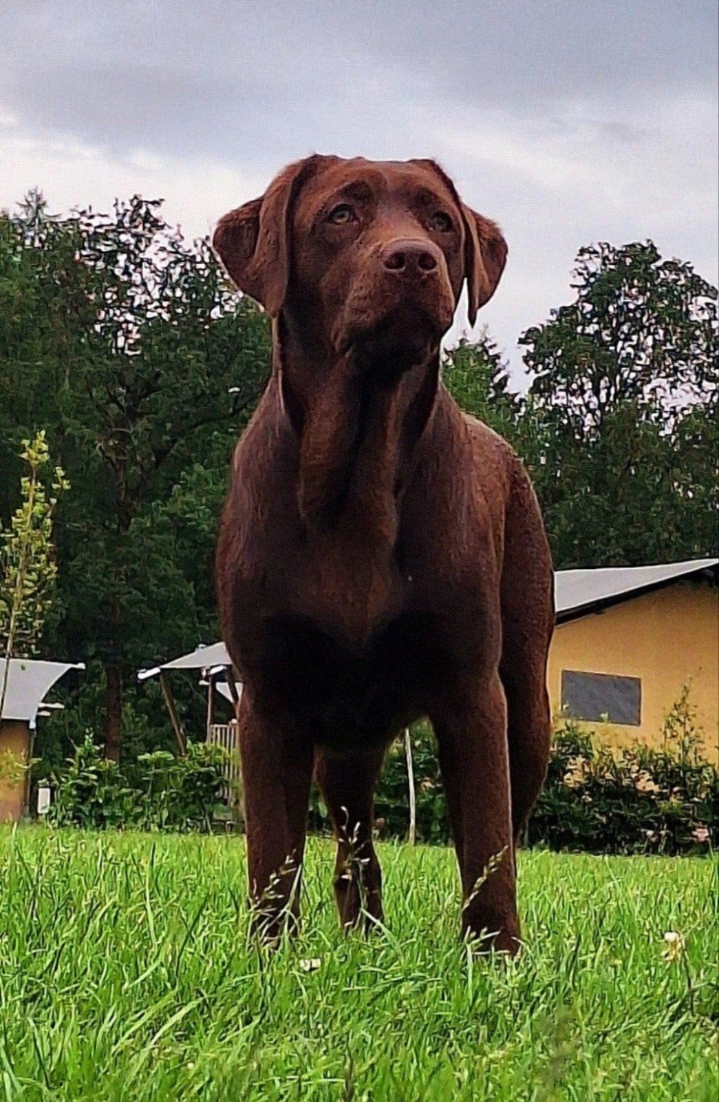 labrador teefje 8 maanden, 15 weken tot 1 jaar, Teef, Labrador retriever, Eén hond
