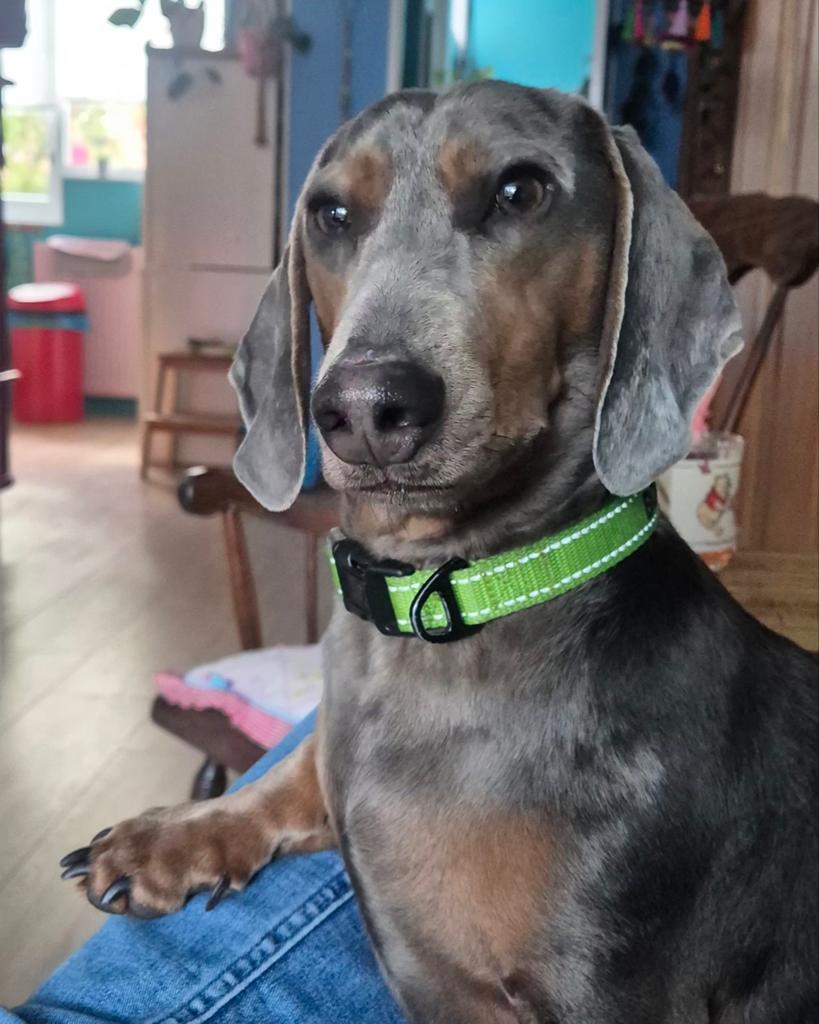 Honden uitlaat/oppas gezocht, Reu, 1 tot 2 jaar, Eén hond, Nederland