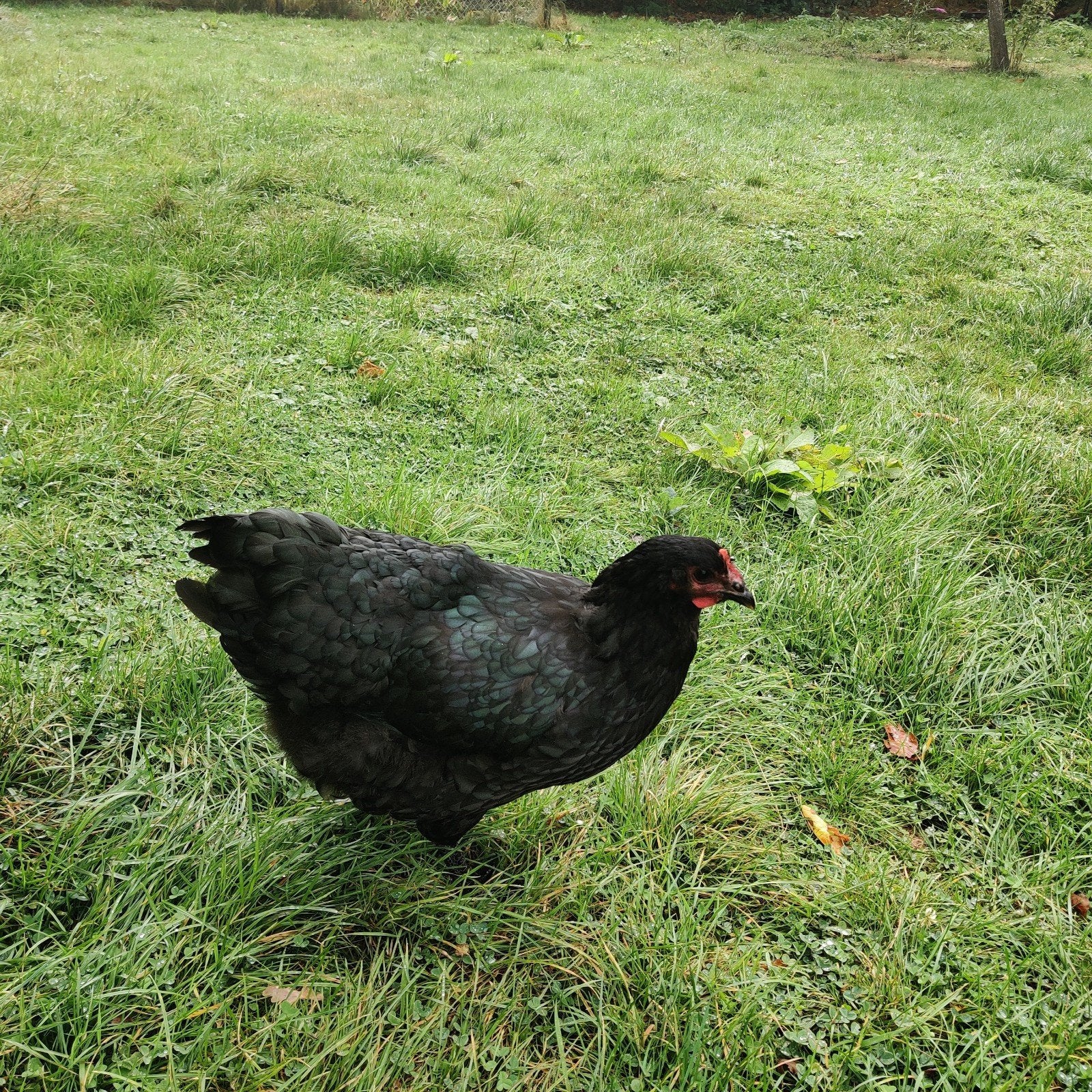 Jersey Giant 2 hennen, Dieren en Toebehoren, Pluimvee, Vrouwelijk, Kip