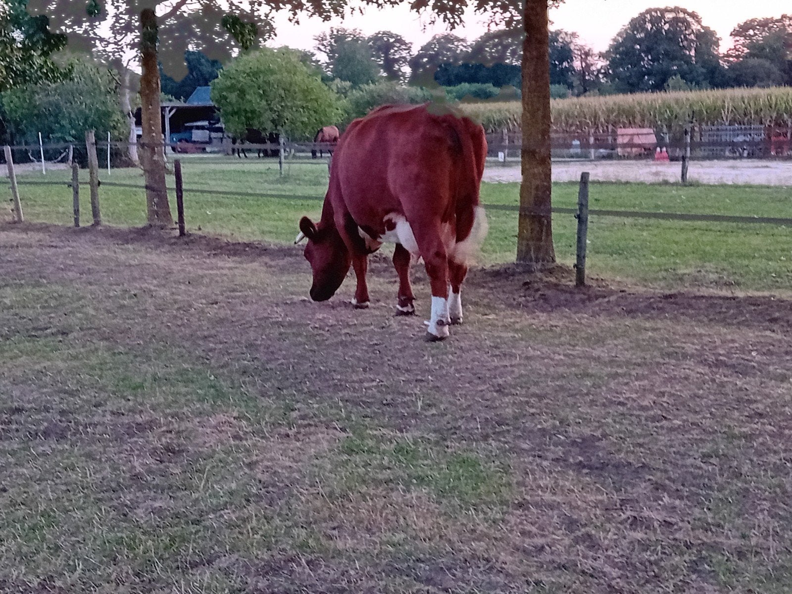brandrode koe met vaarskalf en brandrode vaars en mrij vaars, Dieren en Toebehoren, Vrouwelijk