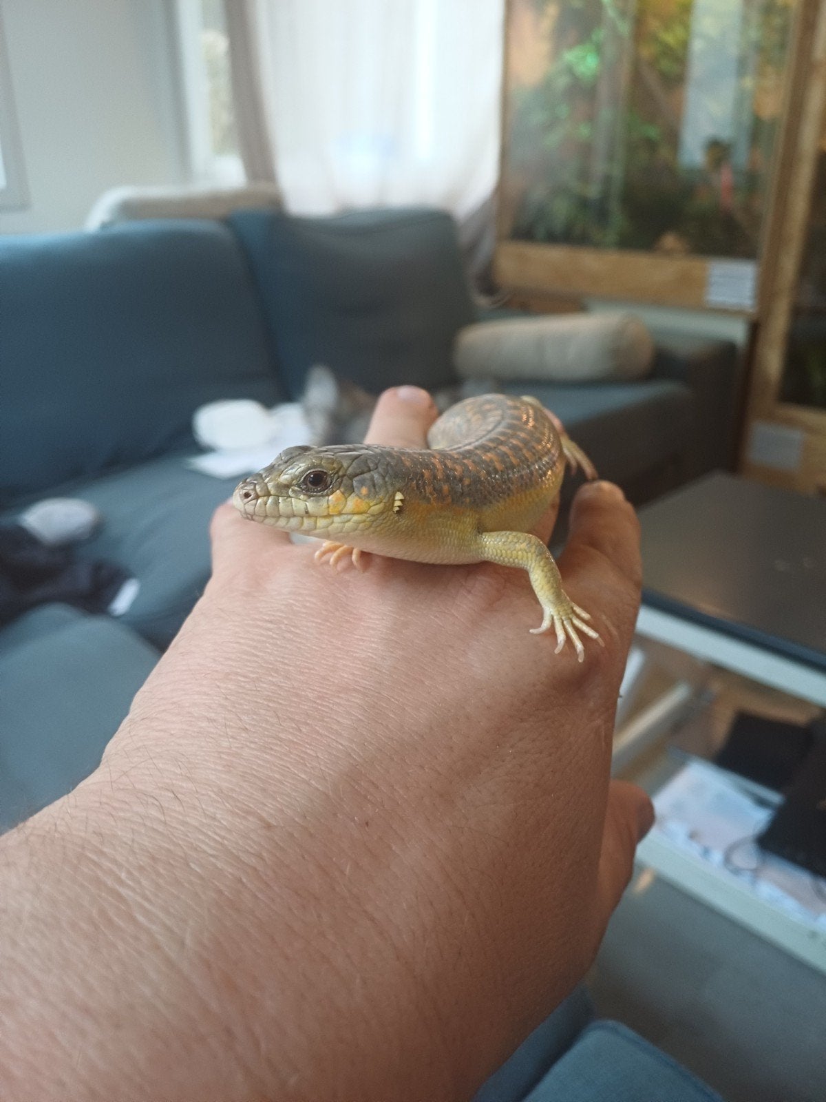 Schneider/berberskink met terrarium te koop, Dieren en Toebehoren, Reptielen en Amfibieën, Slang, Met terrarium, 0 tot 2 jaar