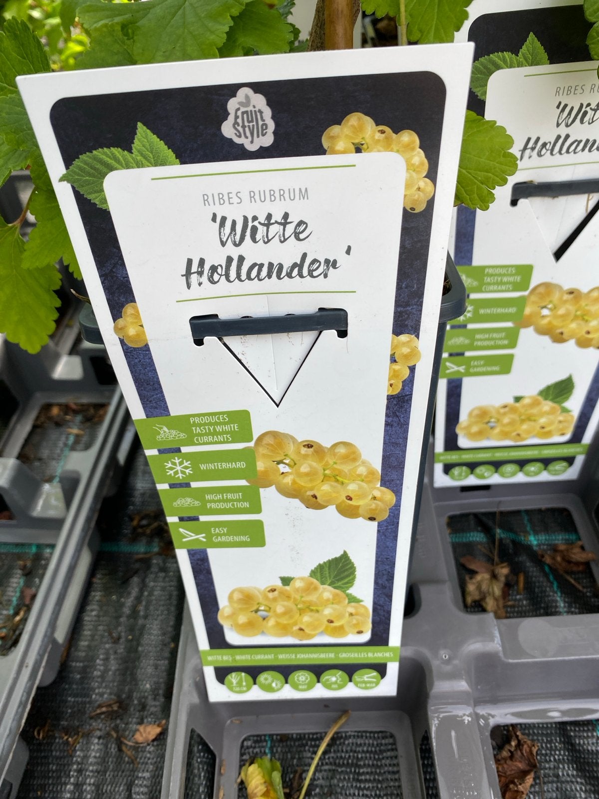 Fruitplanten: Witte Hollander, Jostaberry, Aronia Viking, Ophalen, Volle zon, Vaste plant, Fruitplanten