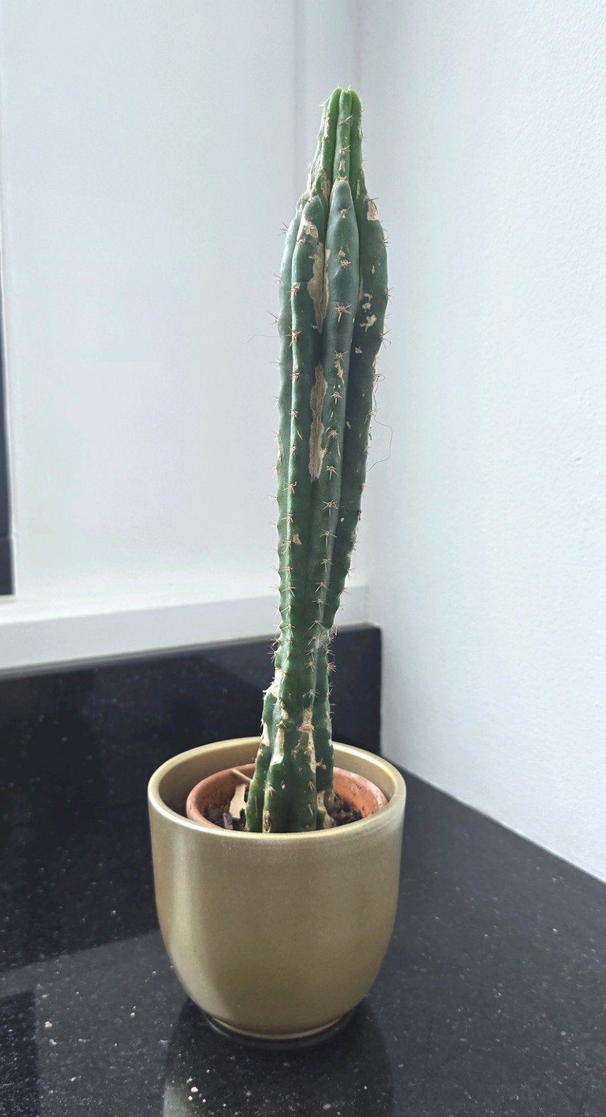 Cactus plant, Ophalen of Verzenden, Gebruikt, Groen