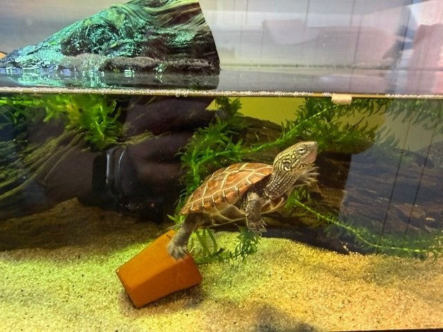 Chinese Driekielschildpad incl. Tortium & toebehoren (ZGAN), Dieren en Toebehoren, Ophalen, Zo goed als nieuw