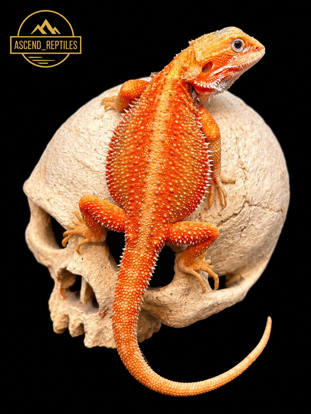 G-Stripe Orange Bar Hypo Trans Dunner man – Baardagaam Bearded Dragon photo 2