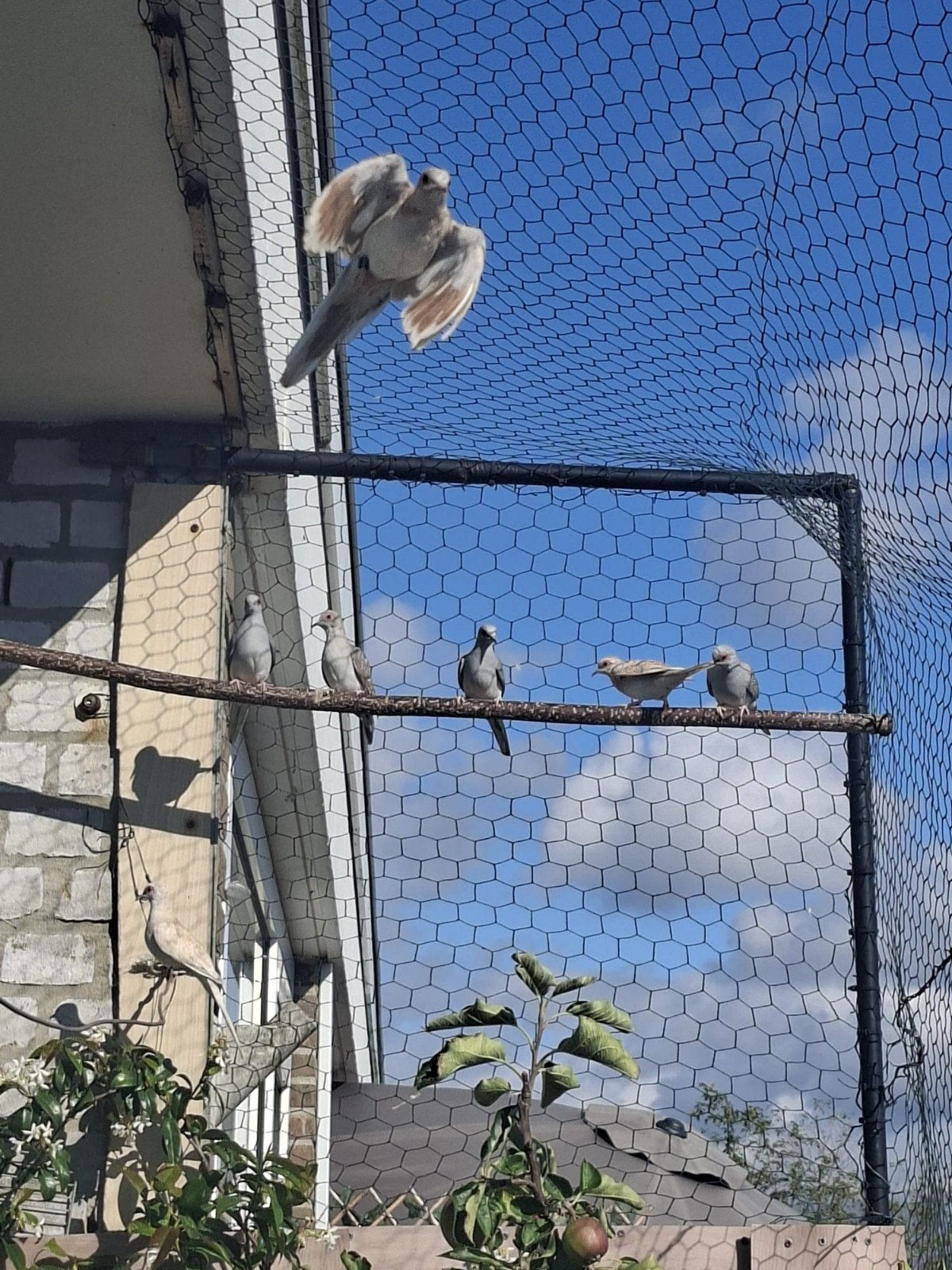vogels