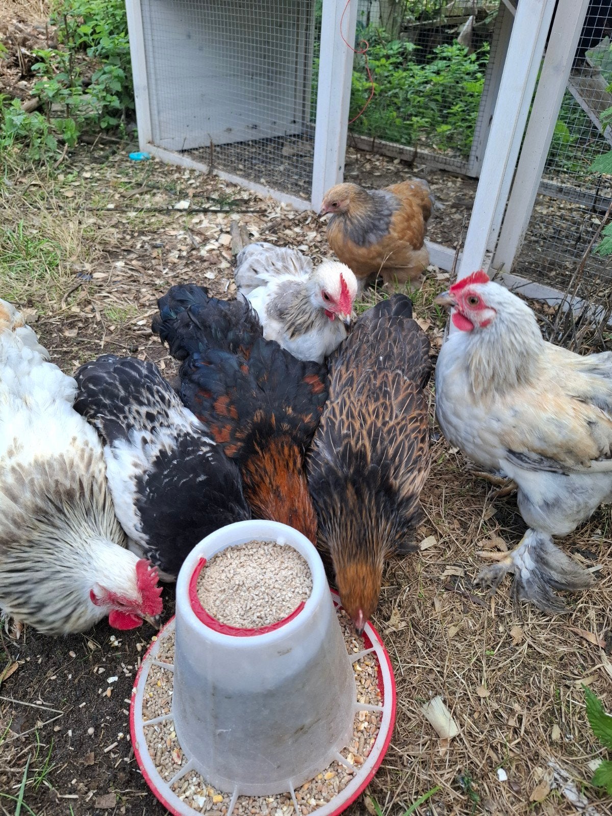 cochin kuikens te koop + 3 zijdehoen, Dieren en Toebehoren, Meerdere dieren, Kip