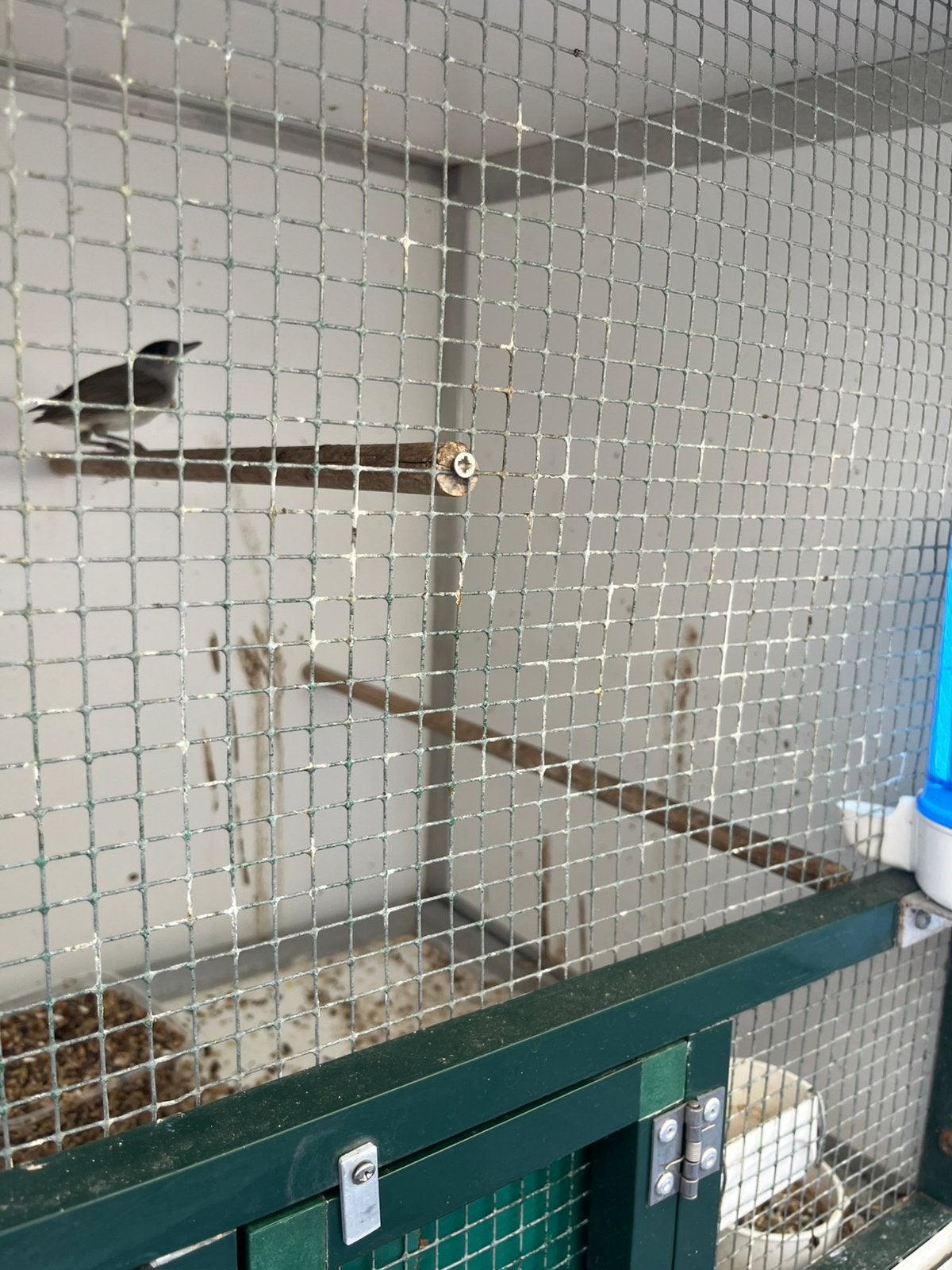 Te koop zeer mooie zwartkop tuinfluiter, Dieren en Toebehoren, Vogels | Overige Vogels, Mannelijk