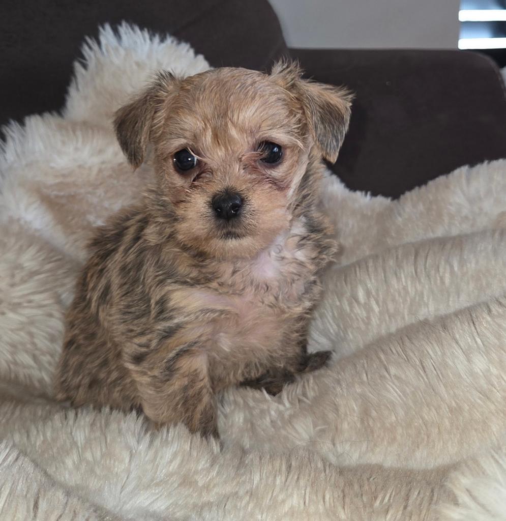 MALTIPOO PUPS TE RESERVEREN..., Parvo, Overige rassen, 8 tot 15 weken, Meerdere