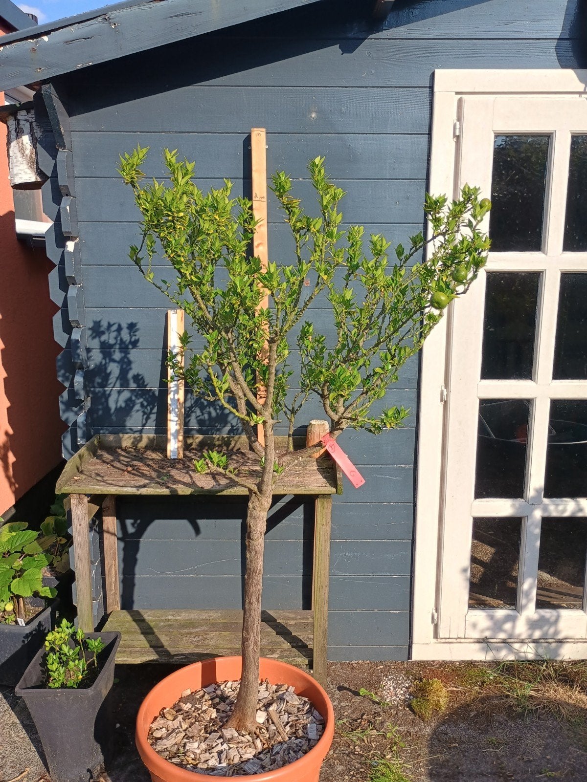Zeer oude Calamondin citrusboom met heerlijke vruchten, Ophalen, Lente, Overige soorten, Volle zon