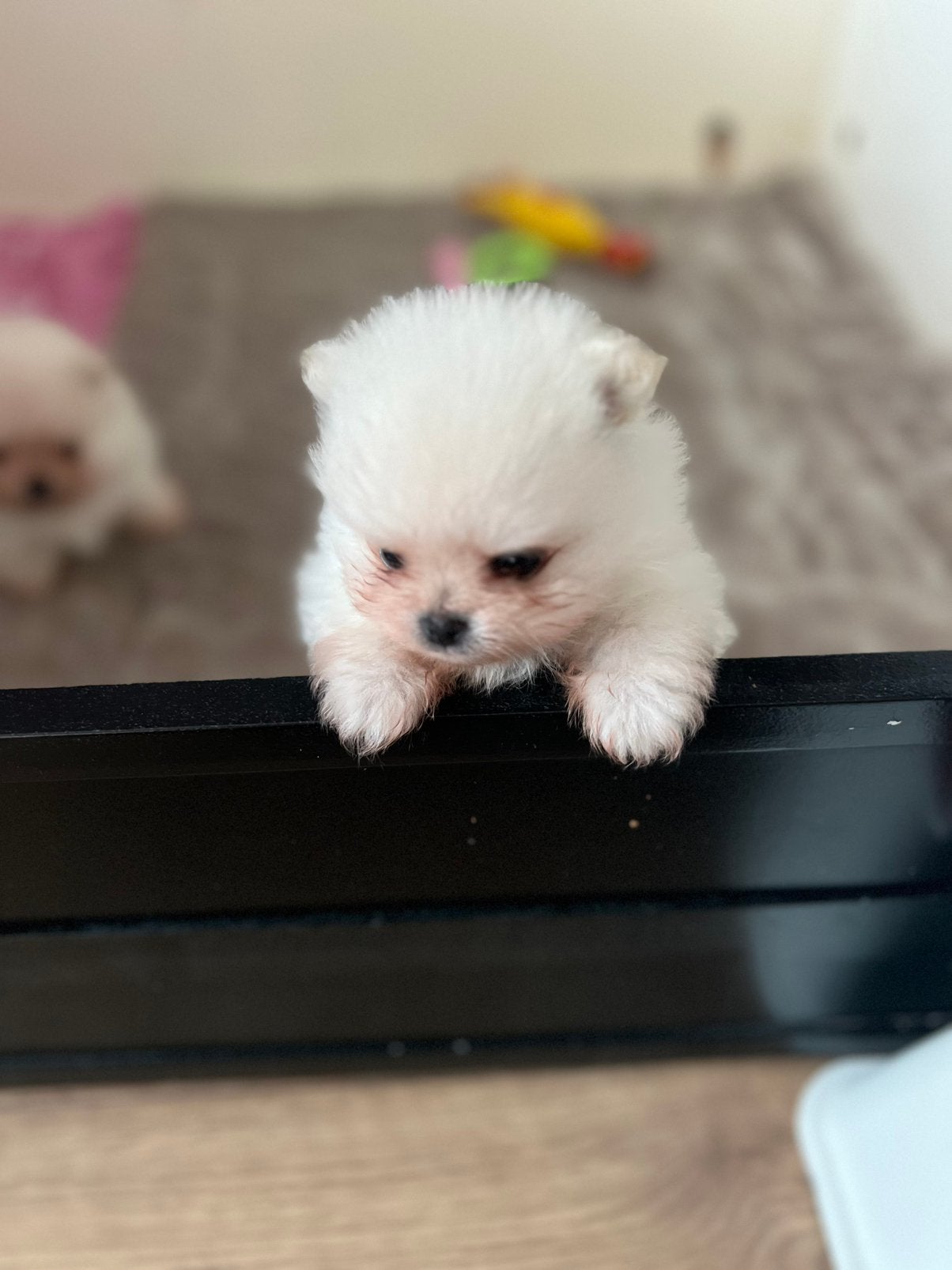 Pomeriaan Dwergkees puppy te koop🐶, Keeshond, Reu, 8 tot 15 weken, Parvo