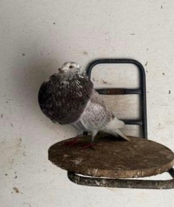 Mooie Gaditano doffer, Dieren en Toebehoren, Mannelijk, Kropper