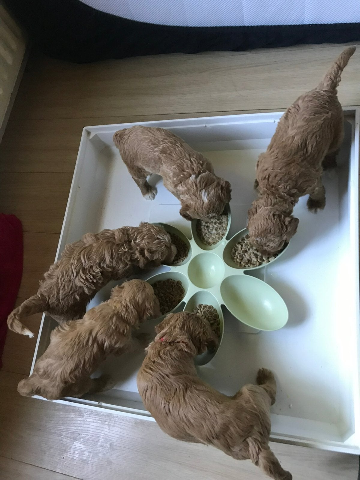 Puppy voerbakjes, Ophalen of Verzenden, Zo goed als nieuw