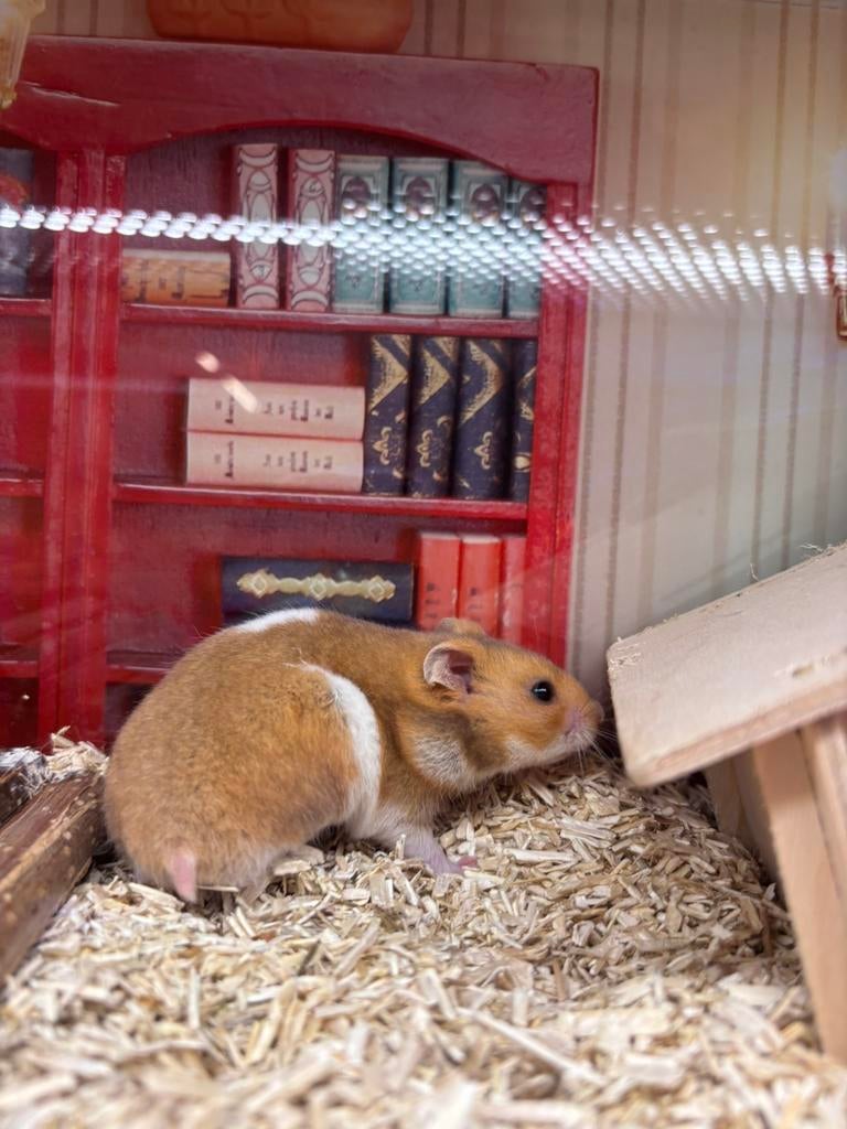 Syrische goudhamster man, Dieren en Toebehoren, Hamster, Maart, Mannelijk, Tam
