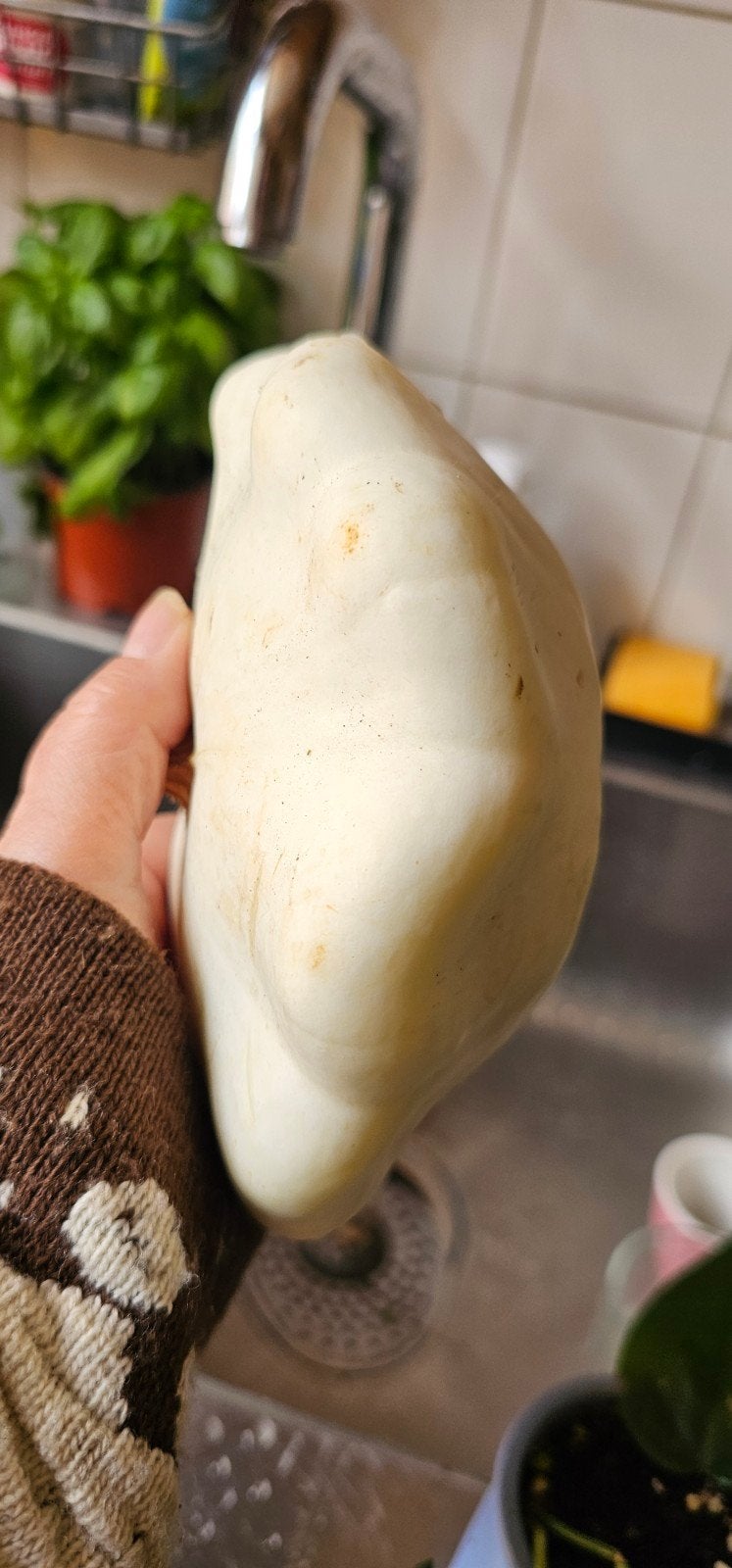 Courgette zaden, Tuin en Terras, Ophalen of Verzenden, Volle zon, Zaad