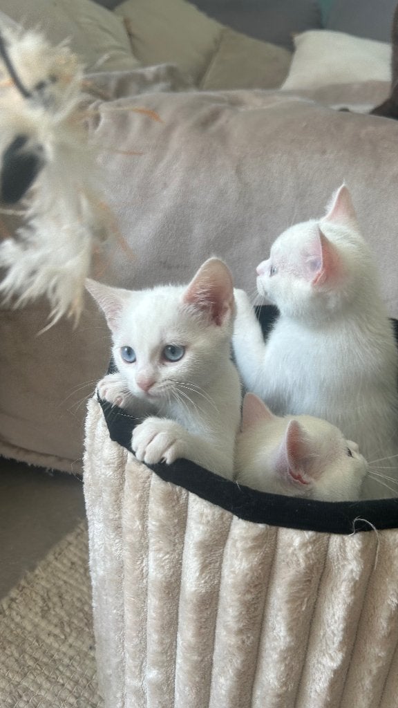 Brits korthaar kittens, Meerdere dieren, Gechipt, 0 tot 2 jaar