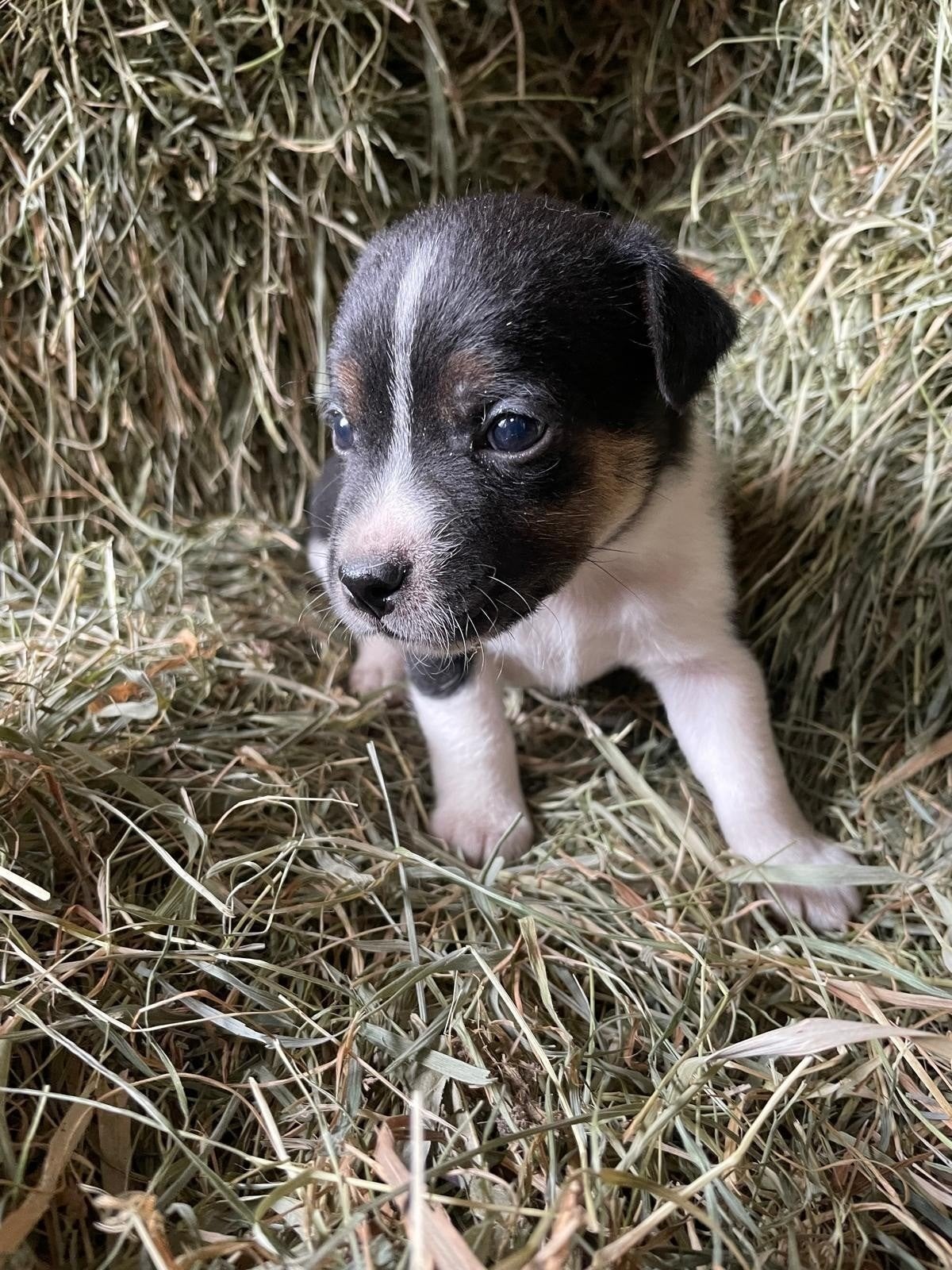 Te koop lieve Boerenfox pups, nog 1 reutje beschikbaar!, CDV (hondenziekte), 8 tot 15 weken, Meerdere, Meerdere dieren
